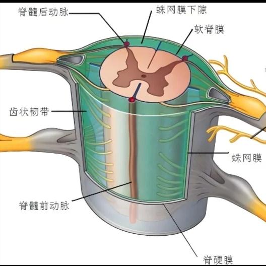 脊髓损伤后，什么时候做电刺激最好？一次说清楚！很多因车祸导致脊髓损伤的患者和家