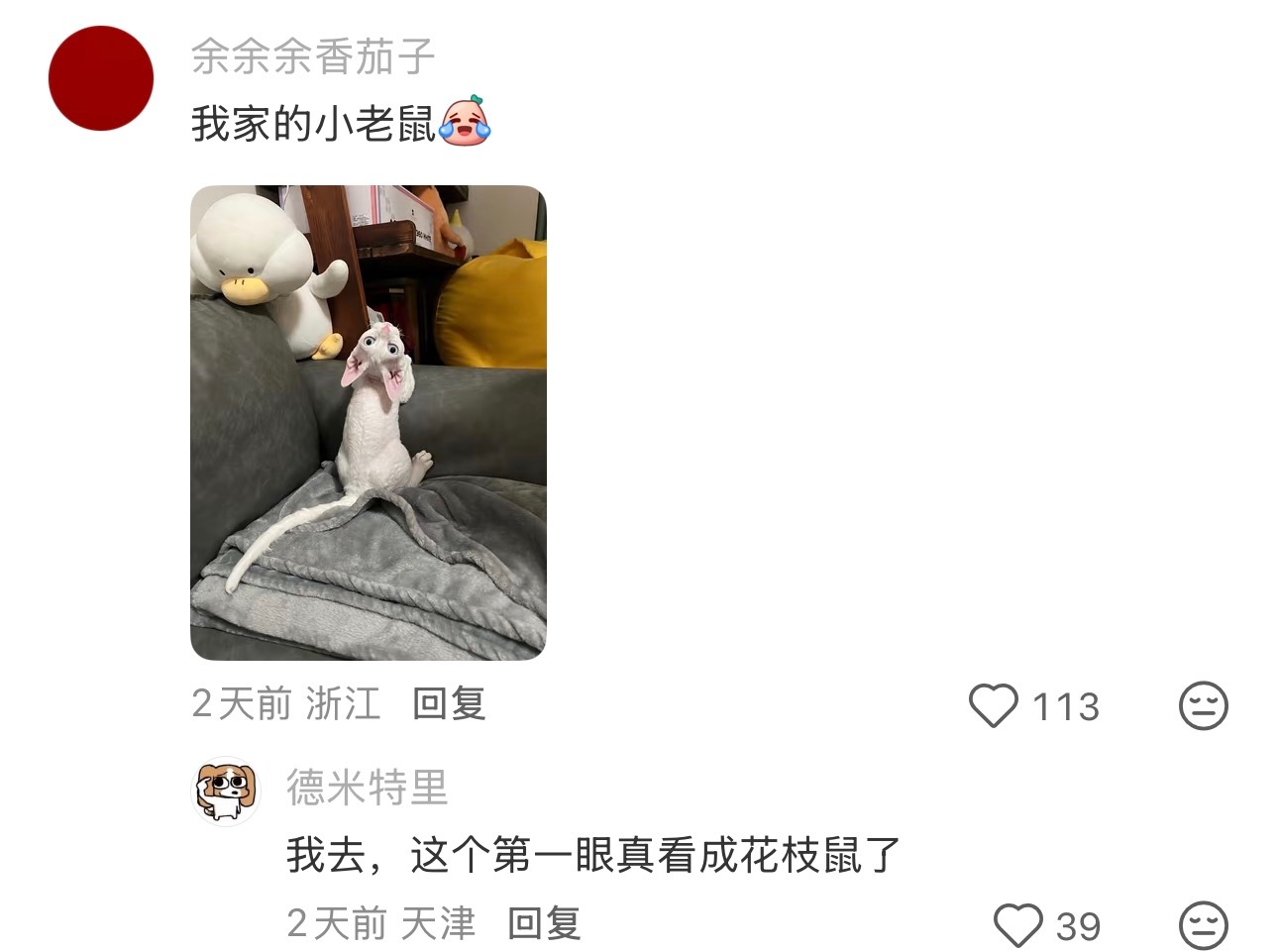 我这是养到隐藏款大老鼠了吗[捂脸哭]​​​