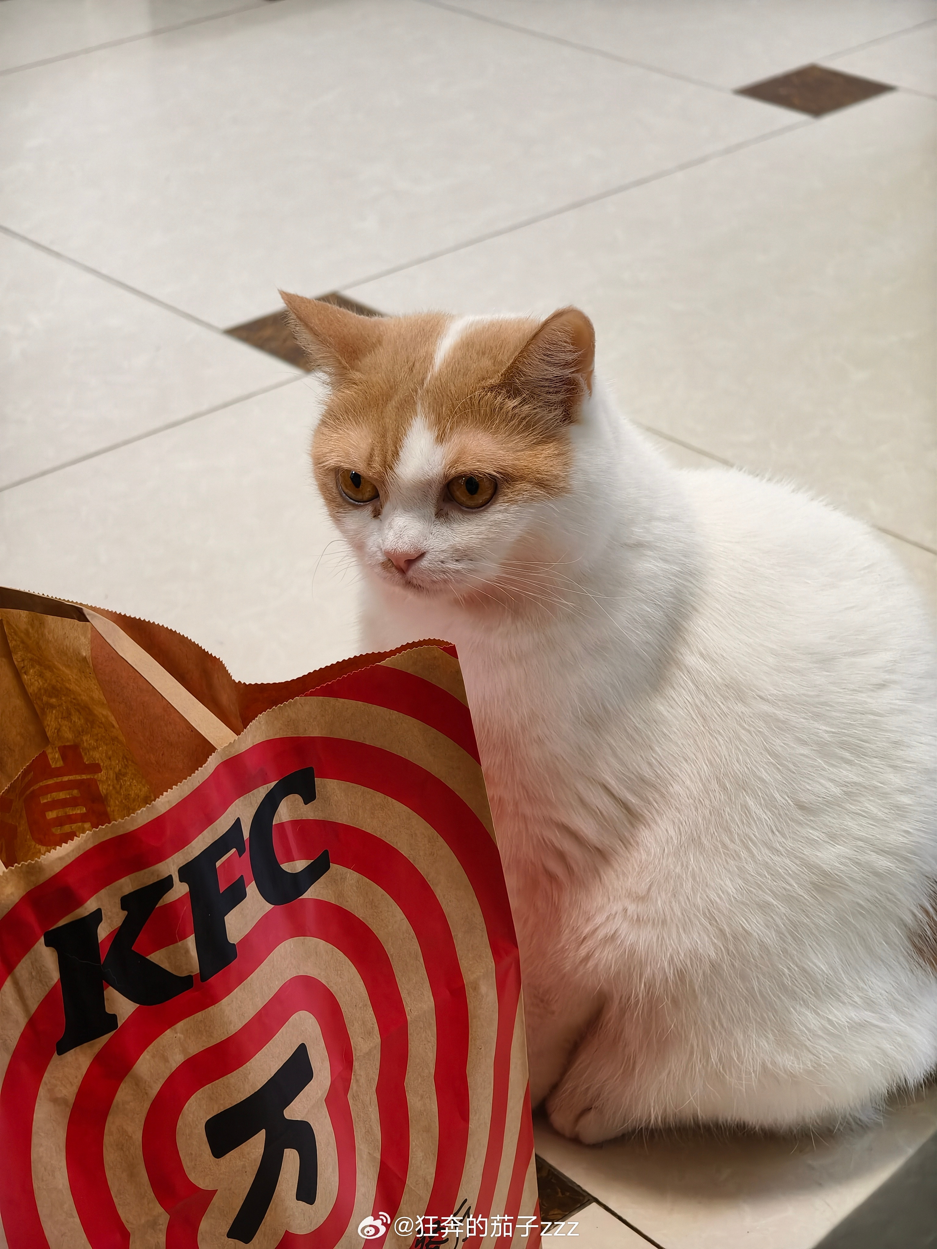 今日份呆呆的猫咪