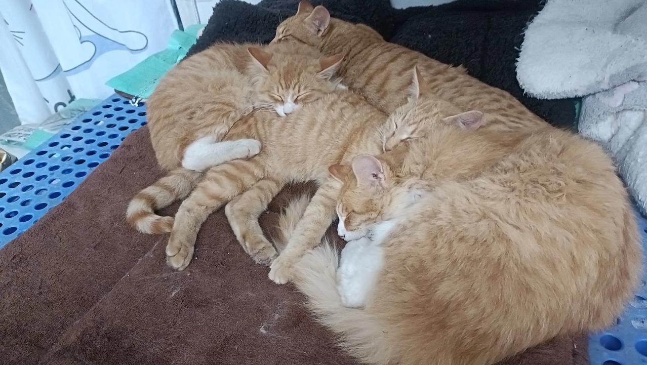 这些可爱小猫咪的睡姿真是看不够啊看不够！[大笑][大笑][大笑]