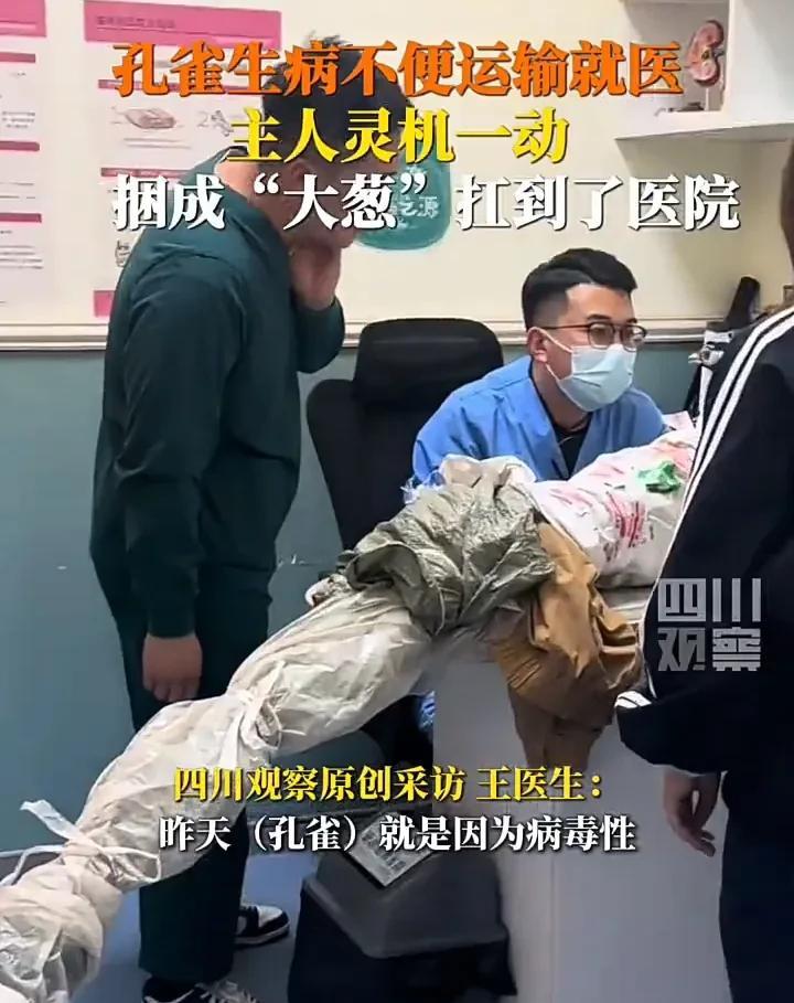 这件事太新奇了！5月2日，河北唐山一只孔雀因为眼睛发炎需要就医，又不好直接带去医