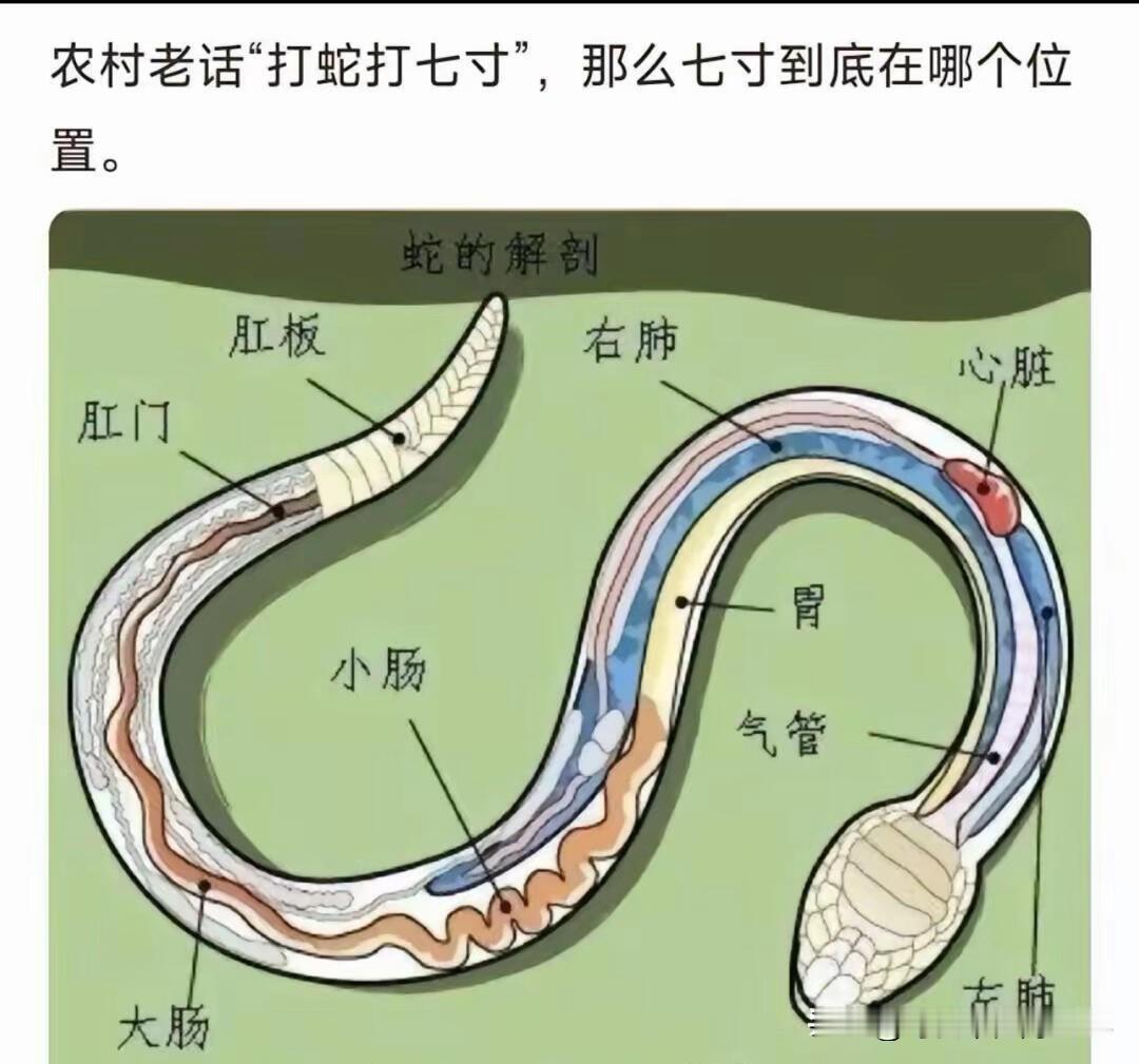 打蛇不打头！很多人不知道，野外遇到蛇时千万别打它的头，这样反而可能让自己陷入危险