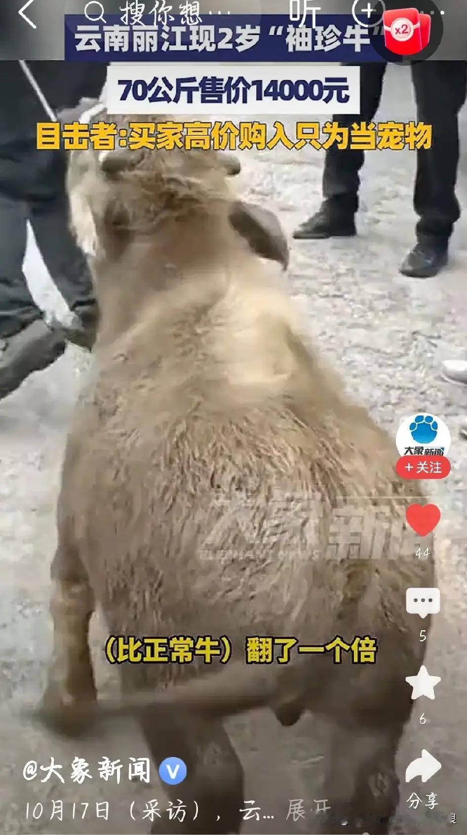 丽江天价袖珍牛引爆网络：1.4万买基因缺陷是爱心还是畸形审美狂欢？背后真相让人沉