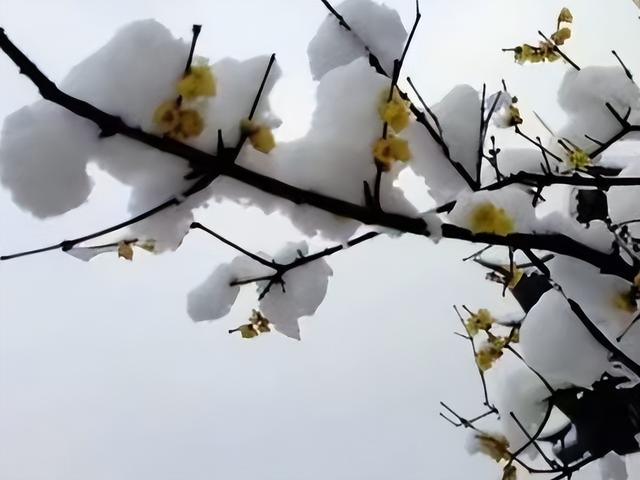 寒风岁暮共纷纶 瑞雪催梅一夜新|七绝 小寒(外四首)