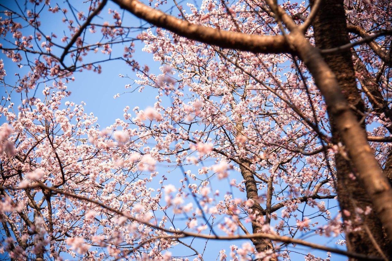 武汉气温将迎来“满30减20”，周日升温至30℃，下周迎中等强度降水最低温度仅1