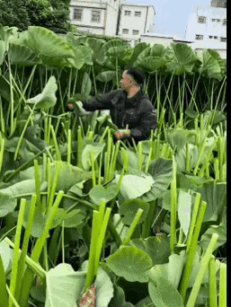 其实我就一个问题，割完之后，那些叶子怎么办？