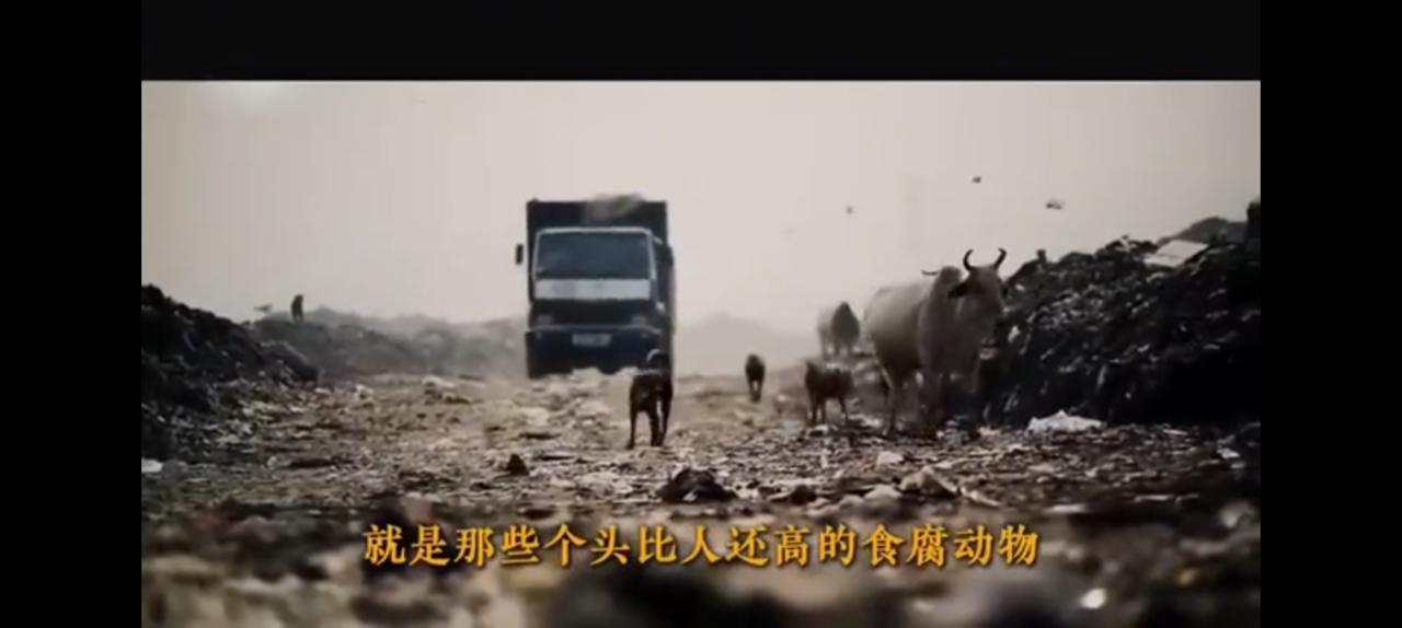 印度目前估算约有8亿吨垃圾，可他的年处理能力只有3000万吨。也就是说25年才