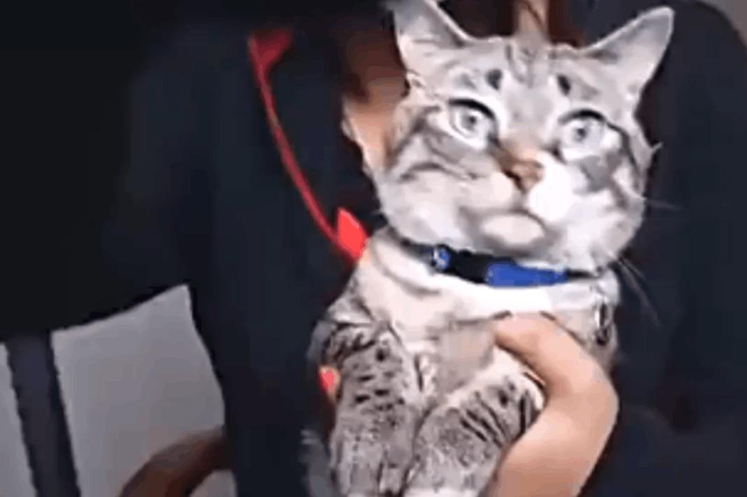 喵星人电影免费完整版在线观看 4968251744760835939.jpg?id=0