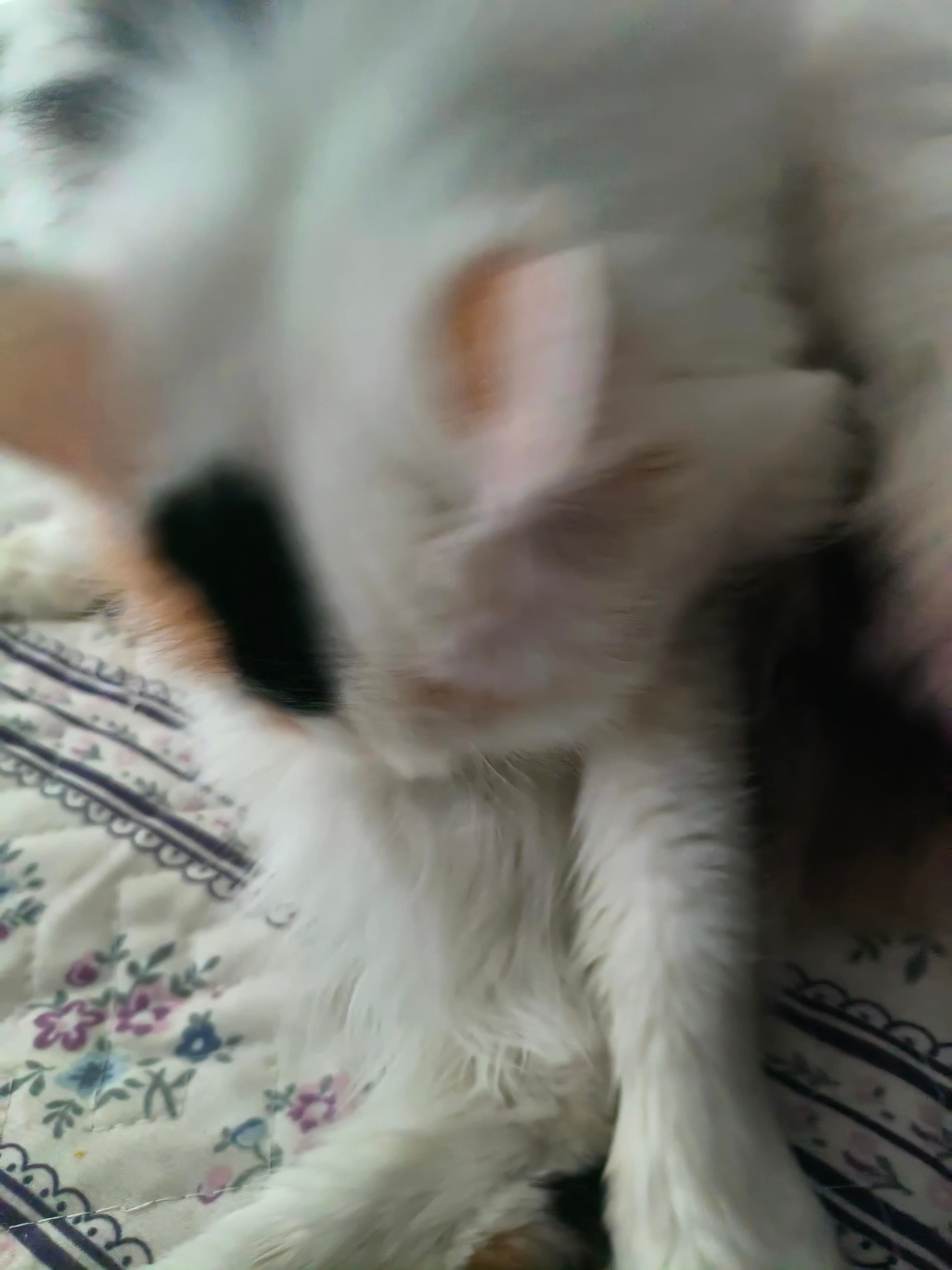 猫咪一大早上就开始洗洗洗，比我都比干净啊！！洗完就开始叫唤