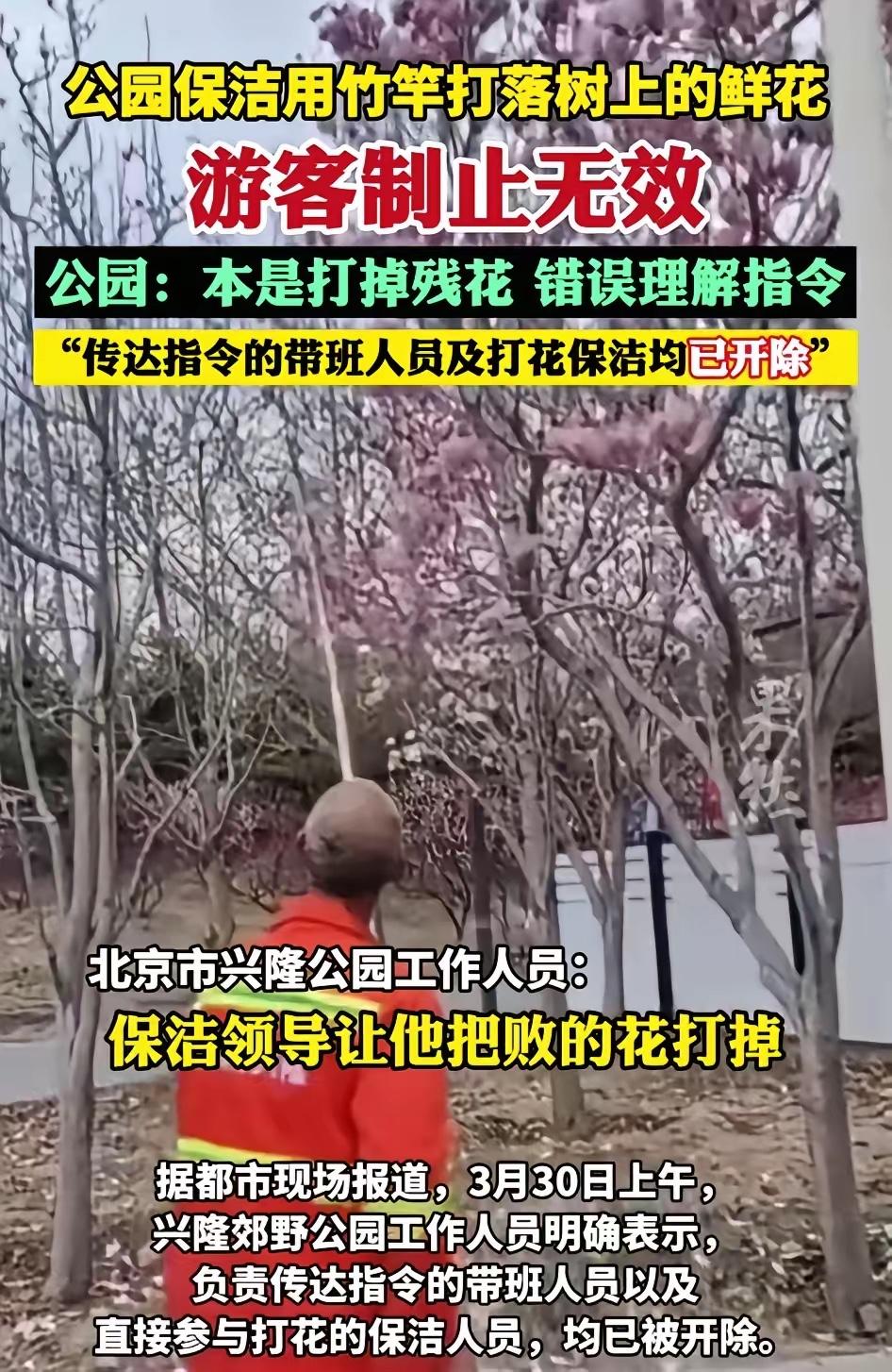 游客的一句话，让原本工作稳定的老人失去了工作，原因是老人打掉了盛开的花朵，结果确