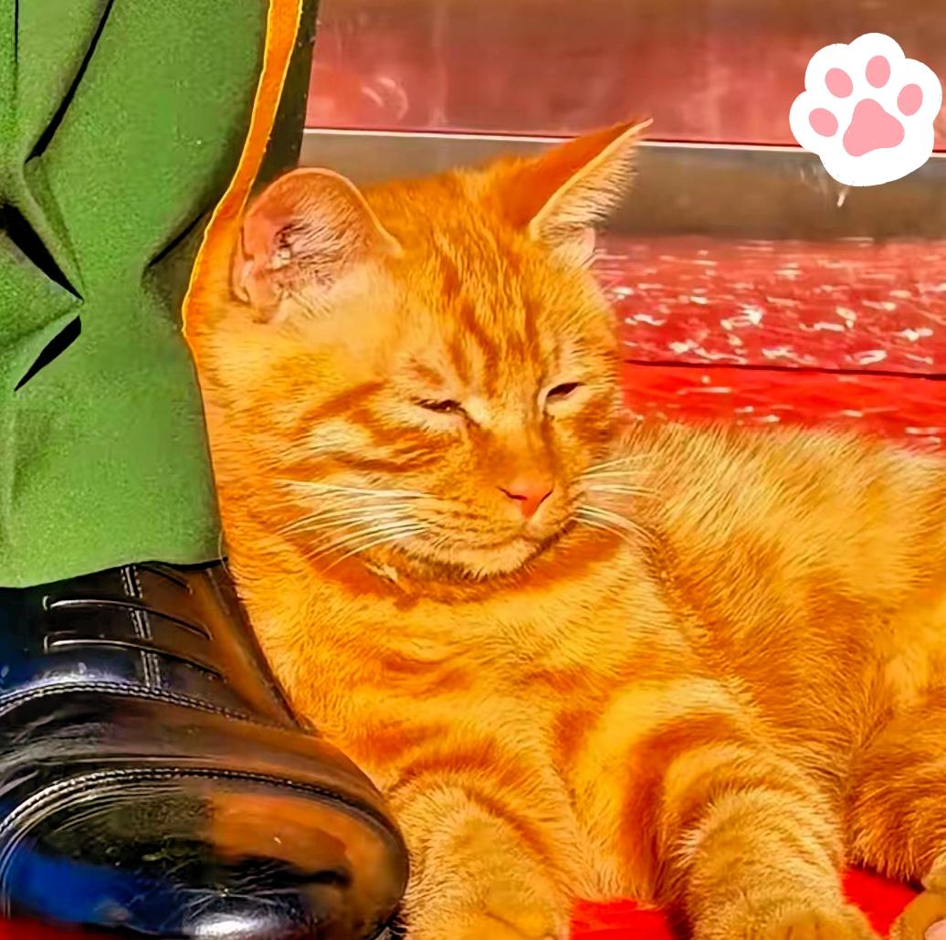 全网牵挂的站岗小橘猫，终于有了归宿！10月13日，它被宫猫小姐姐正式收编。天