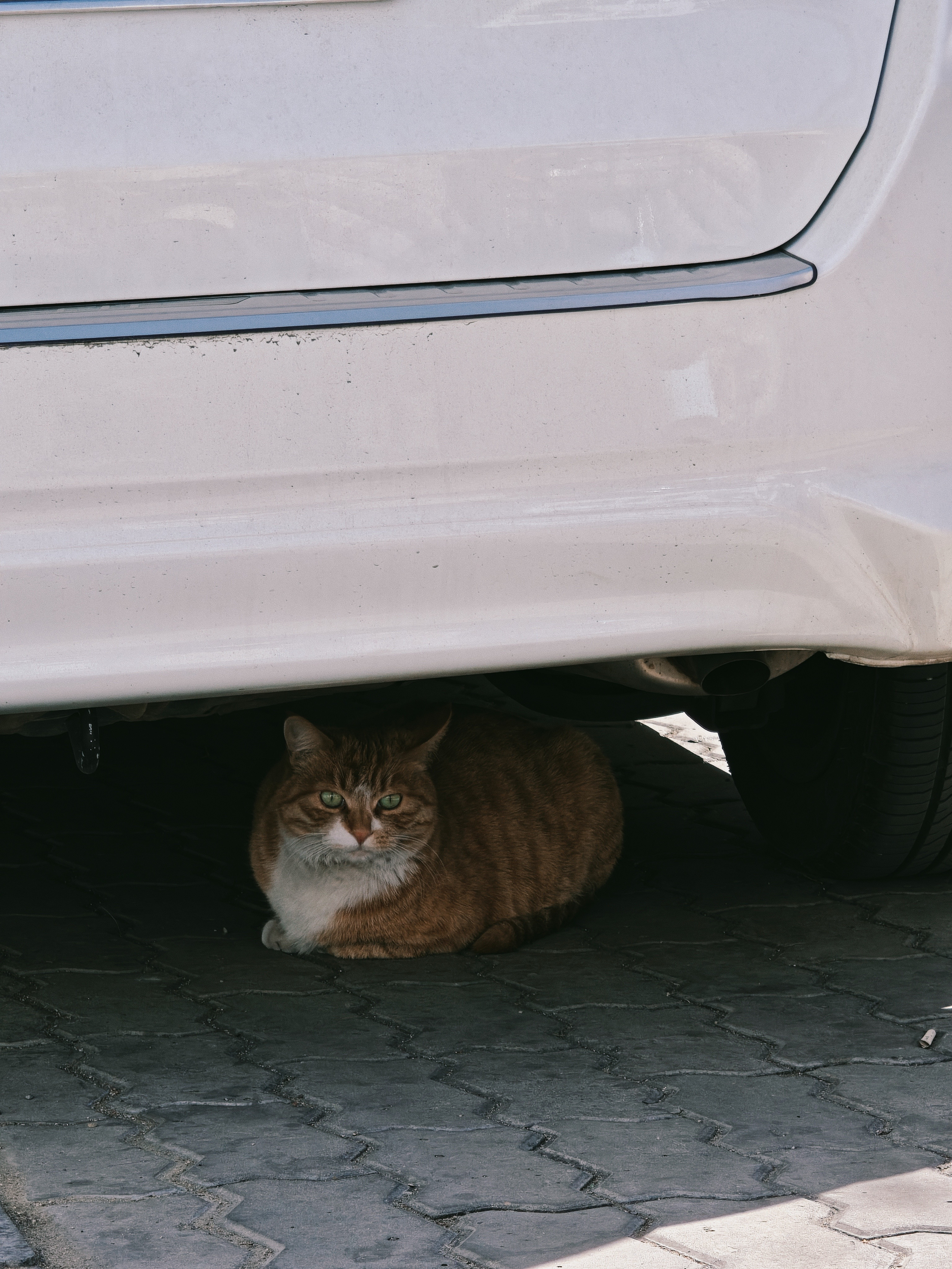 发现一只眼神充满杀气的喵星人。今天天气蛮热的，它还挺会找地方呆。