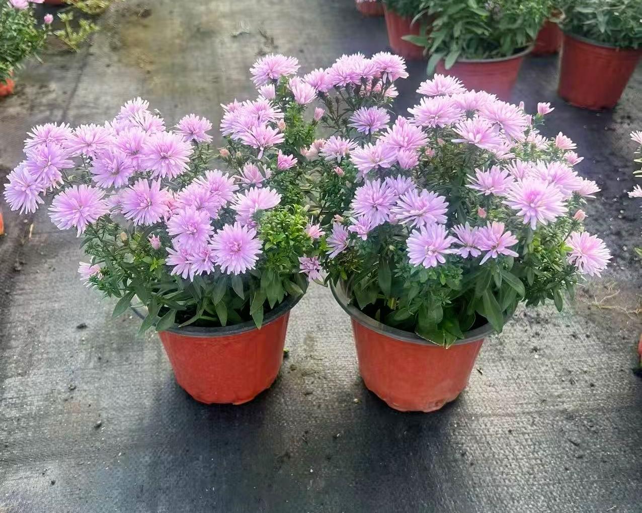 紫菊盆栽盆栽菊加仑盆丹麦翠菊荷兰菊紫菀