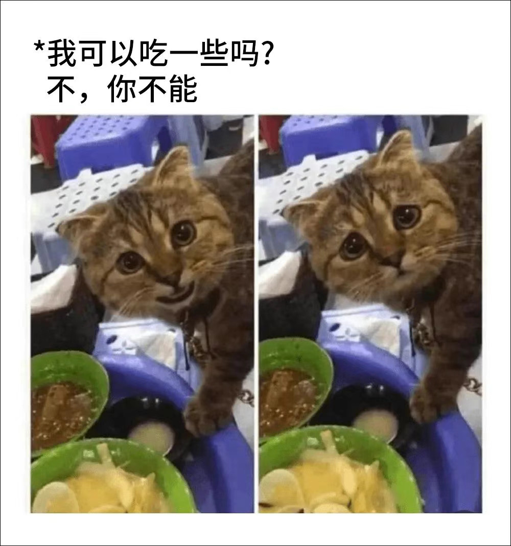 一些随机猫猫meme📸六耳猕咪​​​