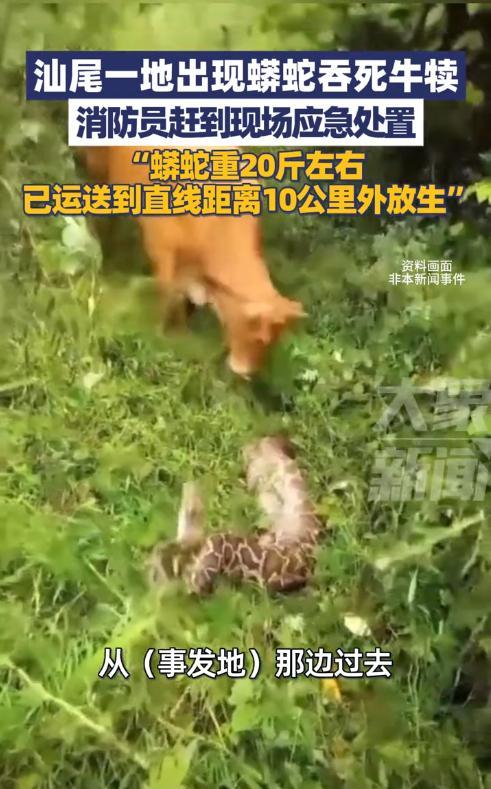 “太吓人了！”近日，广东汕尾，一村民见小牛犊迟迟没回家，就到山上找牛，意外在草丛