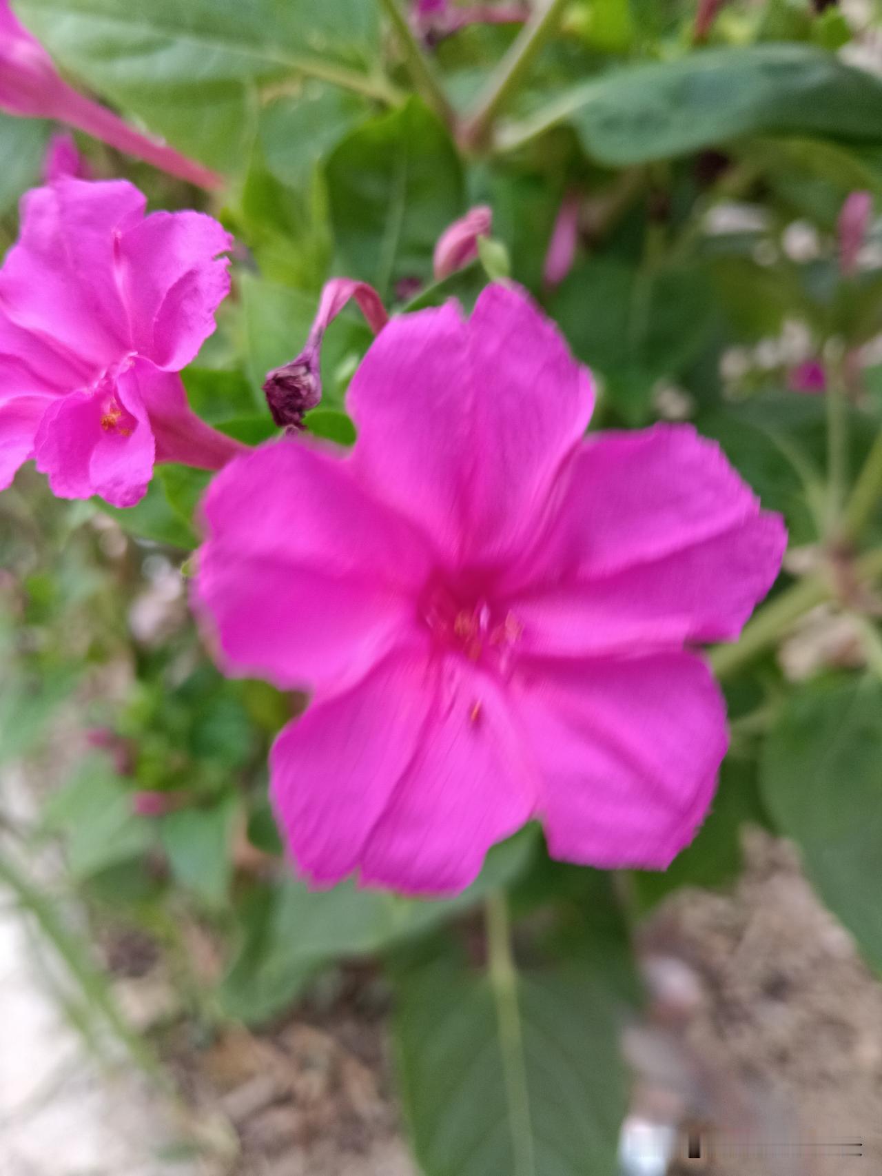 旺家旺自己的玄学：1，在家养一只动物或一盘植物，照顾好它。2，不轻易让外人