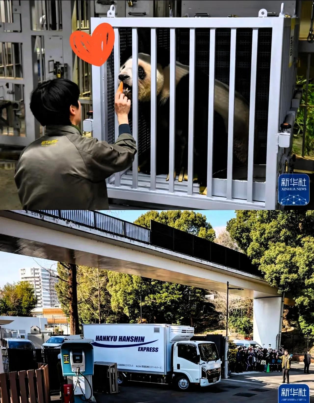 这俩小家伙算是把“双标”玩明白了！1月28号，晓晓和蕾蕾平安落地成都ico