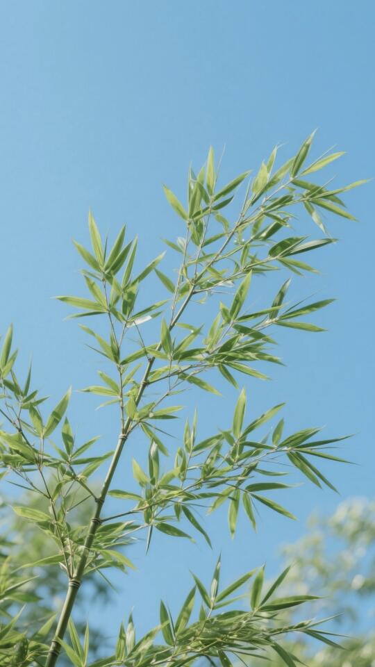 手机壁纸分享/竹叶与蓝天