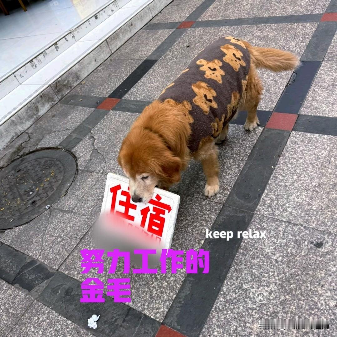 四川华西医院门口，经常会看到一只嘴里叼着广告牌的金毛。广告牌上写着住宿和电话号码