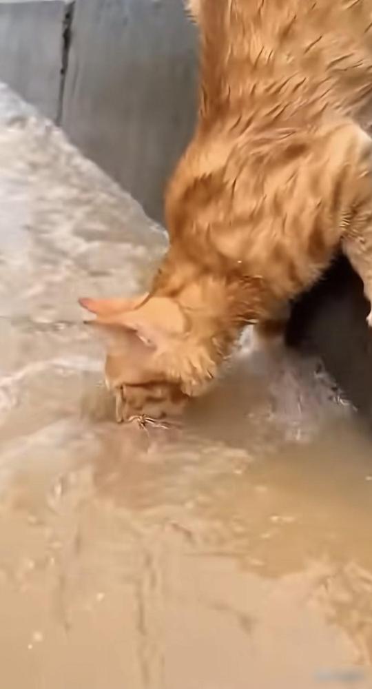 泪目了！动物之间也有互相帮助的优良传统，实在令人感动。那天是一只猫妈妈带着两