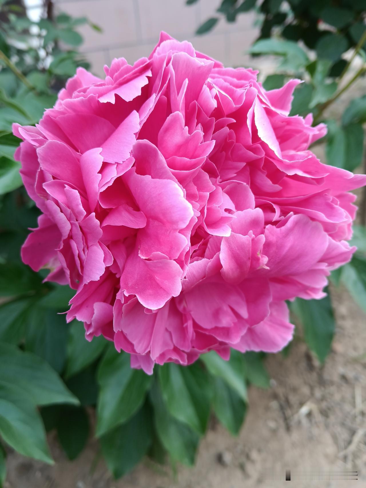 十二生肖人生语录：1、牛：亲戚不共财，共财断往来；2、兔：虎生犹可近，人毒不