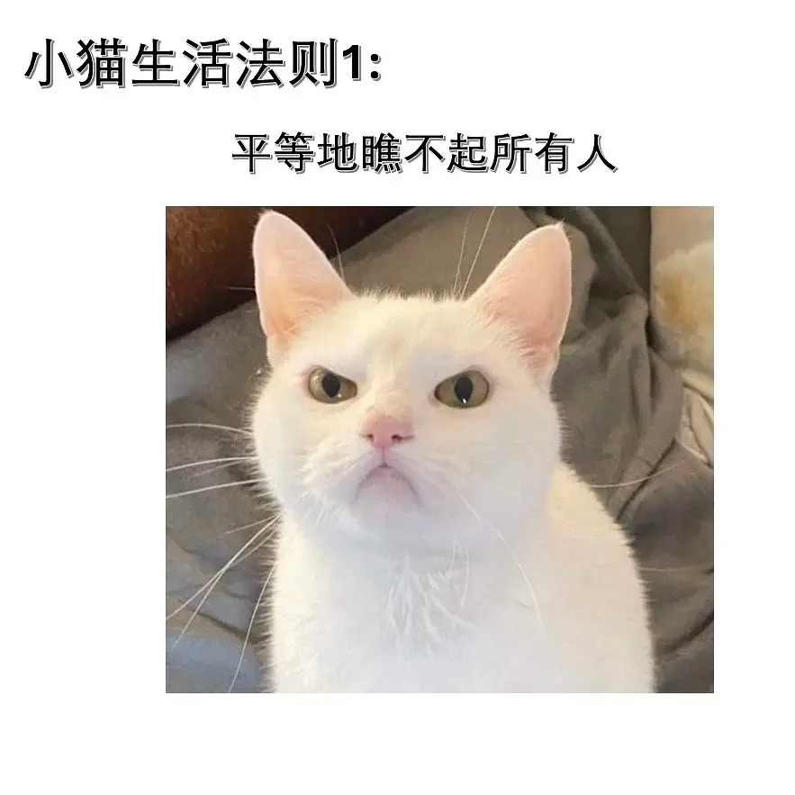 停一下❗请遵守小猫生活法则cr:Yee