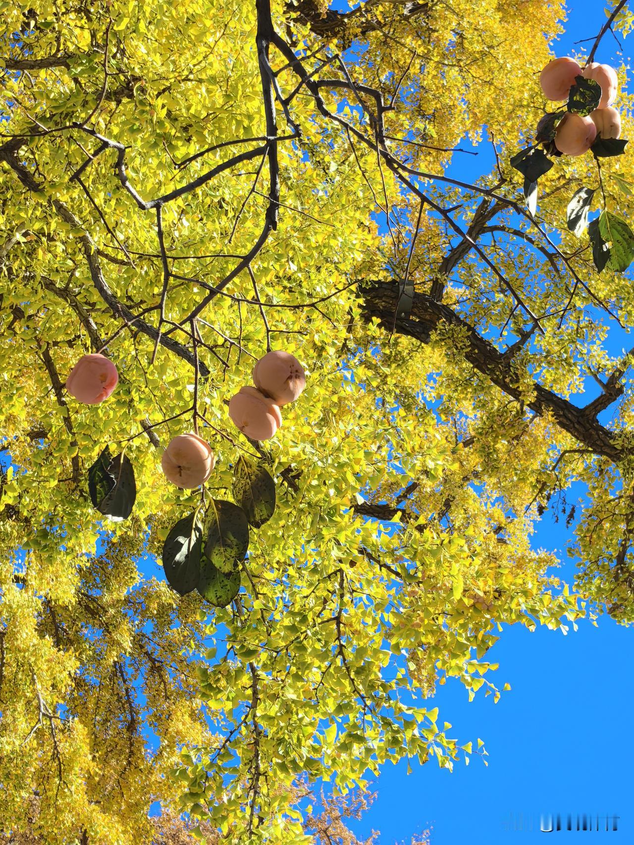 杏柿（幸事）吉祥