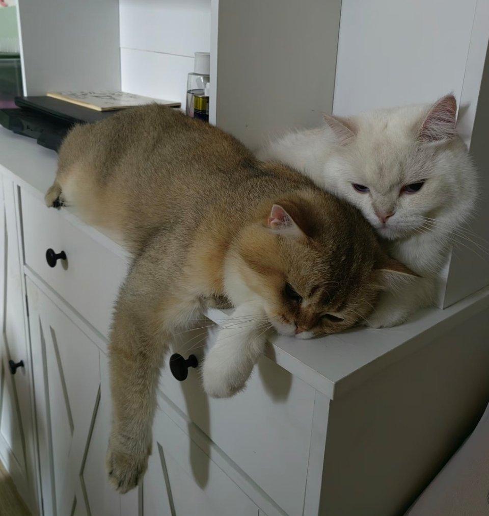 萌宠喜欢贴着妈妈的猫崽，这是亲娘俩。​​​