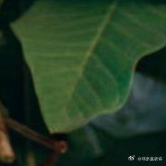 0000番石榴种植：1．选苗：选择粗壮、底子好的树苗，这样的树苗抗病能力强，挂果