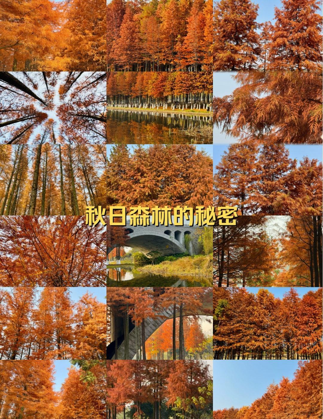 🌿松雅湖秋天徒步|一场自然与色彩的邂逅📍长沙宝子们，秋天的太值得徒