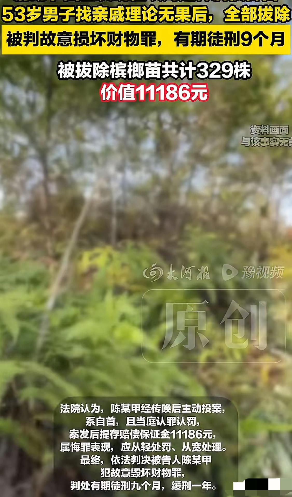 海南，男子清明去扫墓，意外发现祖坟周围被人种满了辣椒和槟榔苗，打听后得知，是一亲