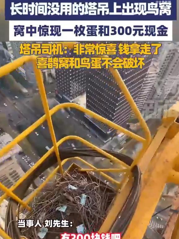 西安一男子在塔吊上工作时，意外发现了一个喜鹊的鸟窝，里面除了有一颗鸟蛋之外，竟然