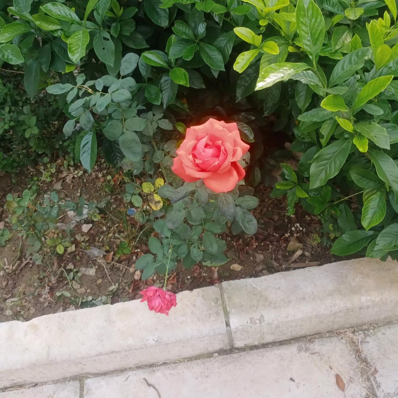 中国无意，美国有心，抛出个G2，印度却急眼。印媒说，为什么是G2，应该是G3。特