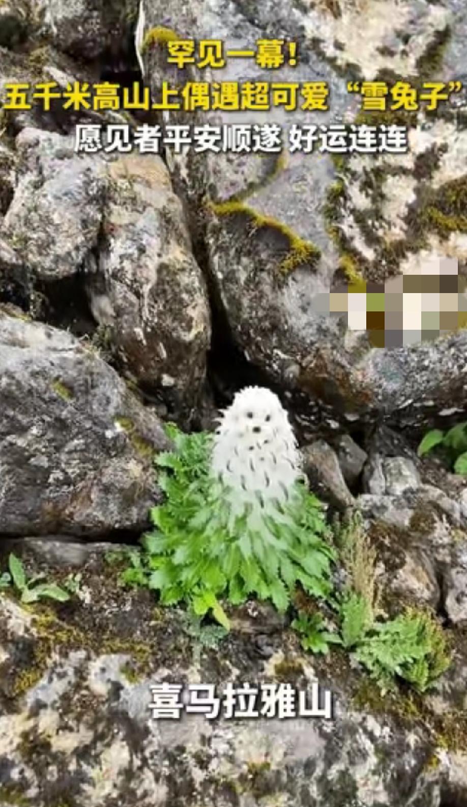 “火到央视了！”西藏喜马拉雅山，一男子爬到海拔5000米的地方，看到了一株罕见的