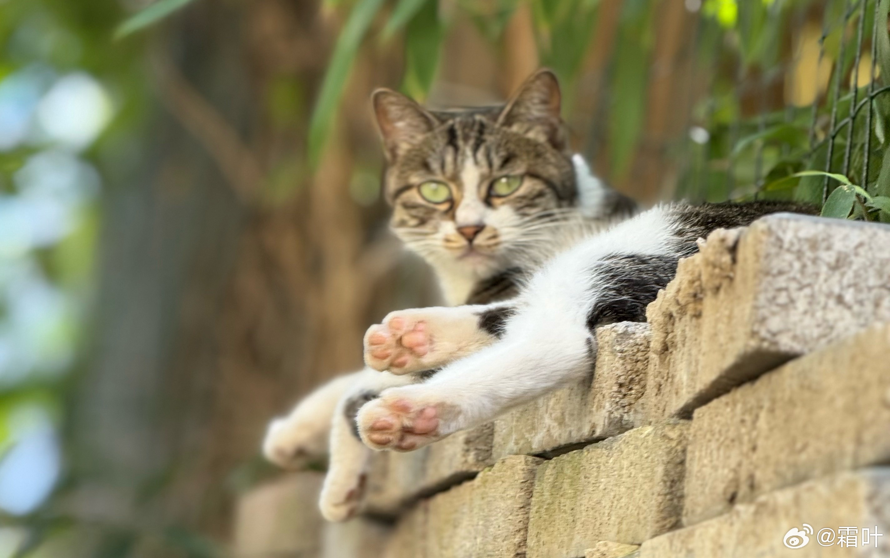 路过的猫猫​​​