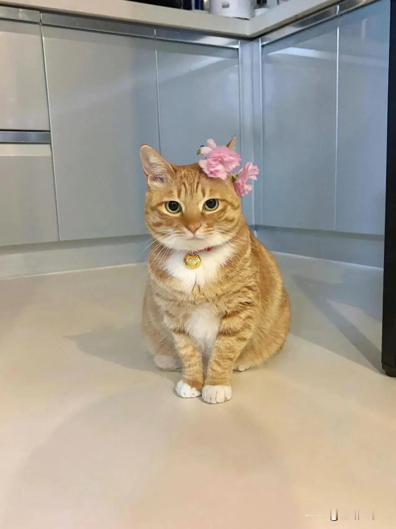 有些小猫咪一看就是女孩子！