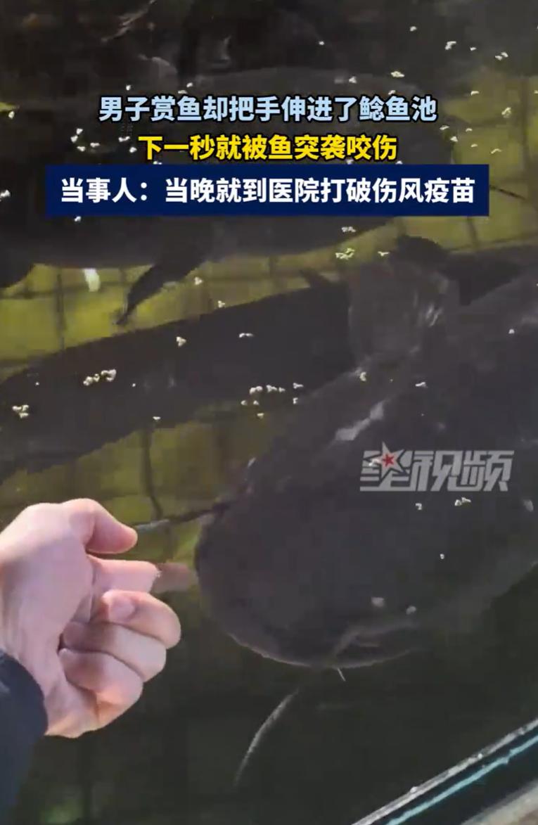 不作死就不会死！湖南，男子赏鱼时看到水池里的大鲶鱼，瞬间来了兴趣，不仅用手比大小