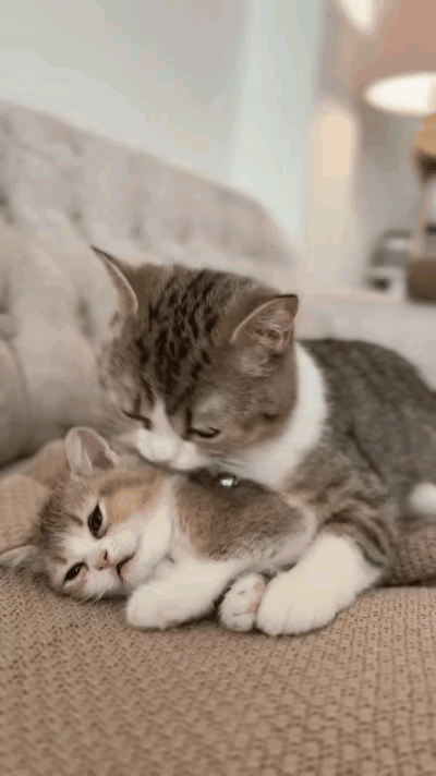 终于明白什么叫“跟牛犊子舔过了似的”~这不，猫妈妈得了一只独生子，那叫一个母