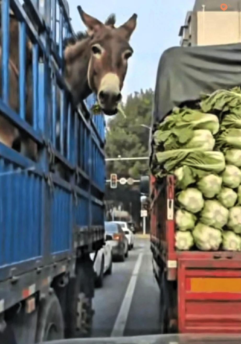 真的要被这头犟驴笑不活了！红绿灯路口两辆车排队，一辆车上的驴居然偷偷啃起隔壁