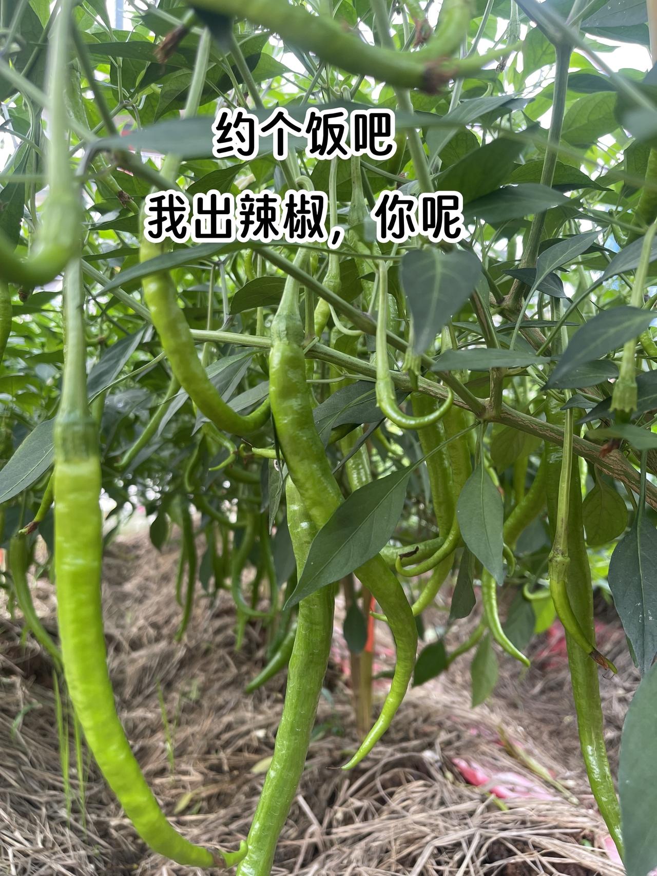 来来约个饭吧，我出辣椒，你呢？