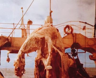 1977年4月，一艘日本渔船正在新西兰海域捕鱼。谁知，随着起重机从海底捞起渔网，