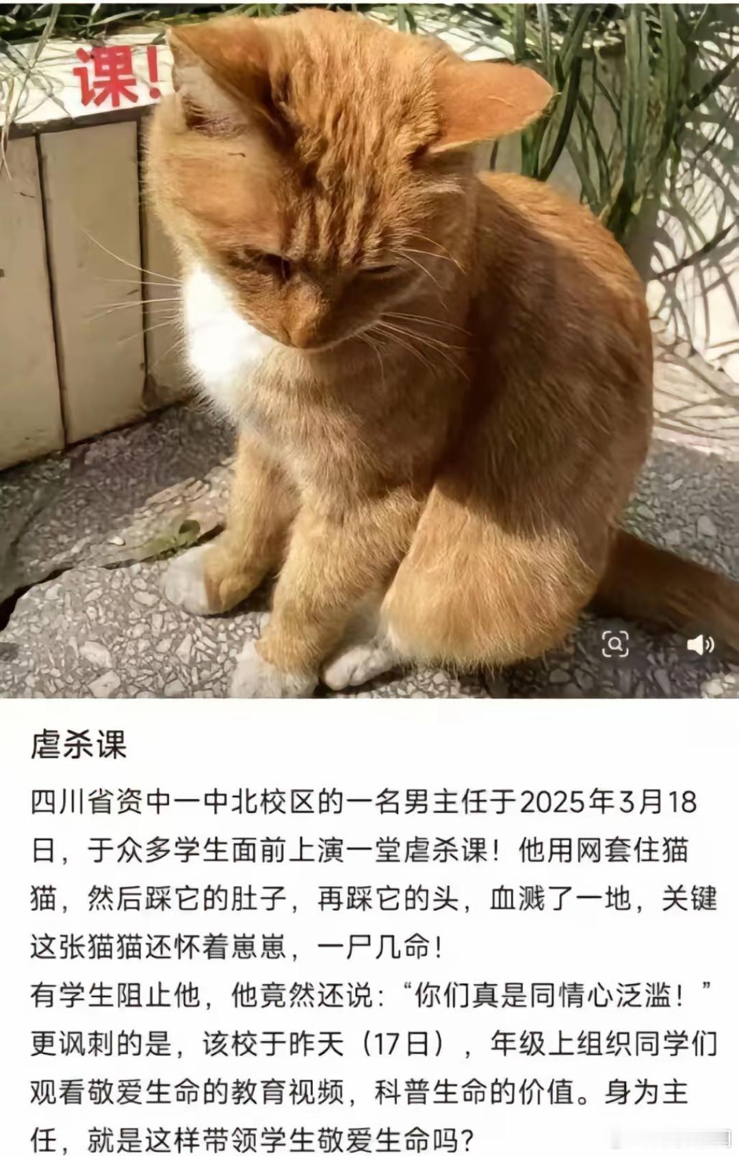 当学生面虐杀猫老师公开道歉当着学生的面虐sha怀着猫仔的母猫，这种反社会人格有什