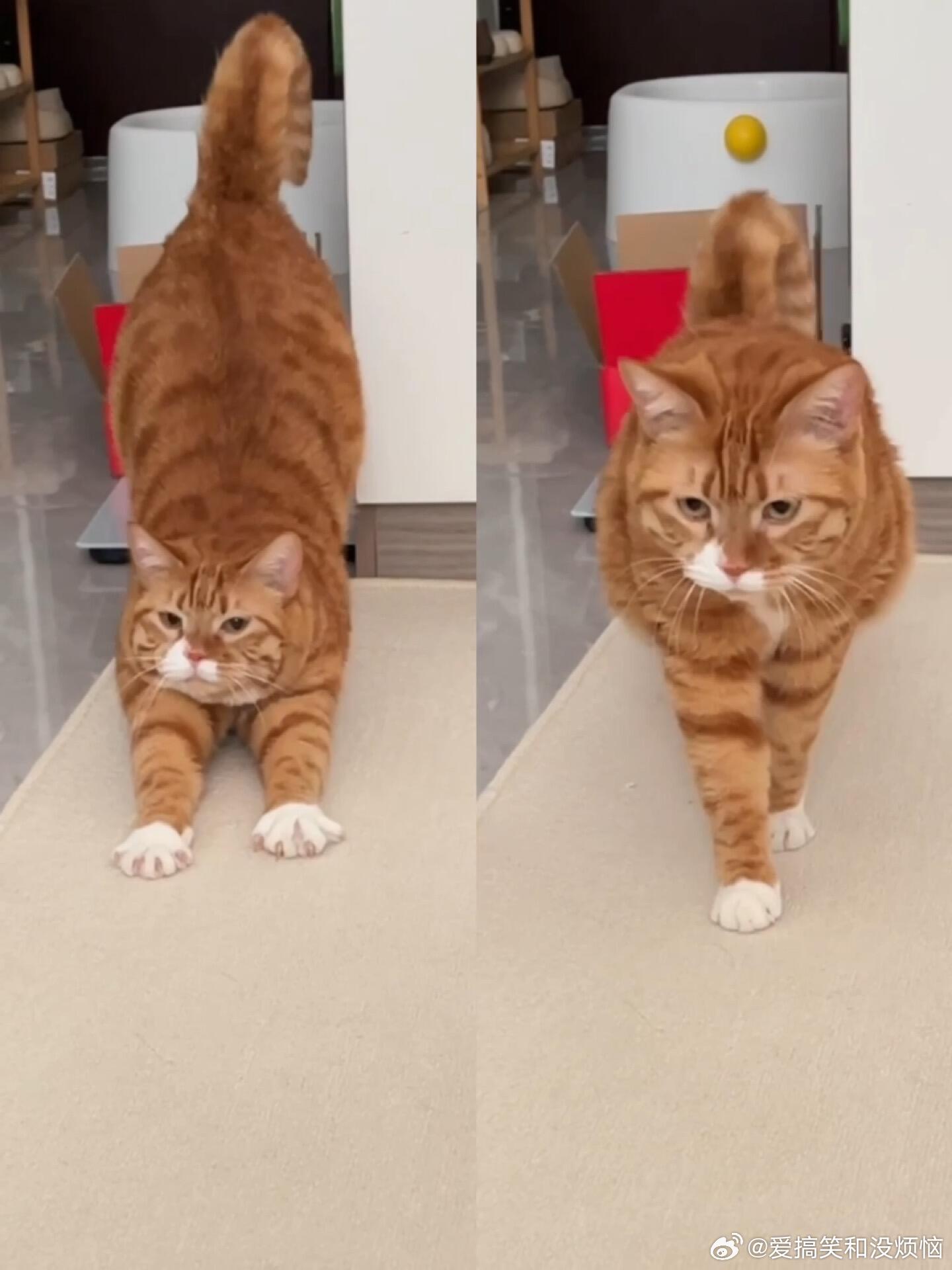 这套瑜伽动作是小猫发明的吧