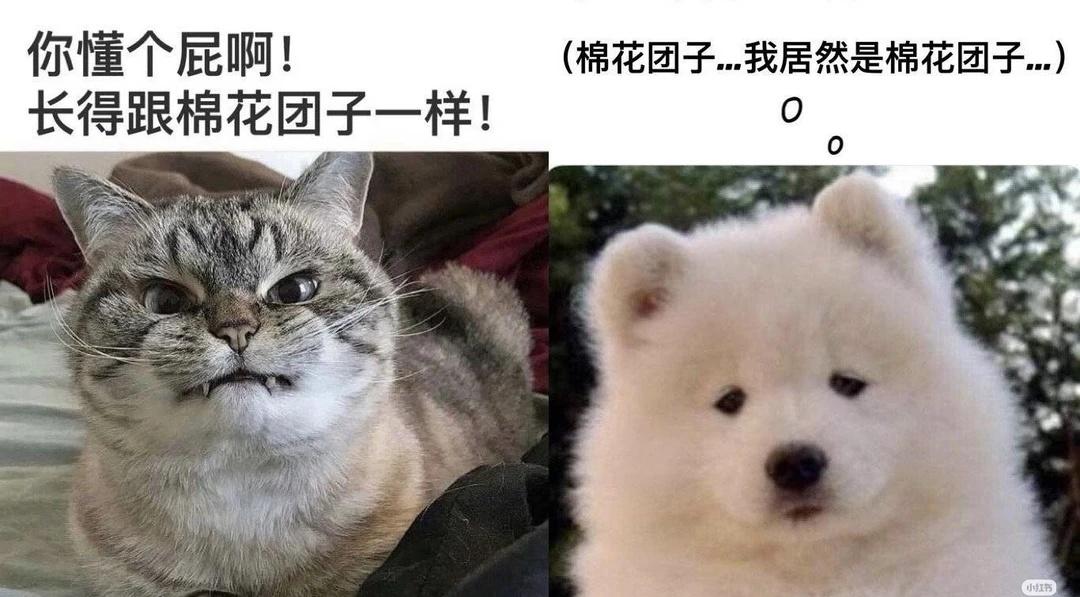 一些我觉得很贴圭云的梗图猫猫狗狗圭云一些我觉得很贴圭云的梗图