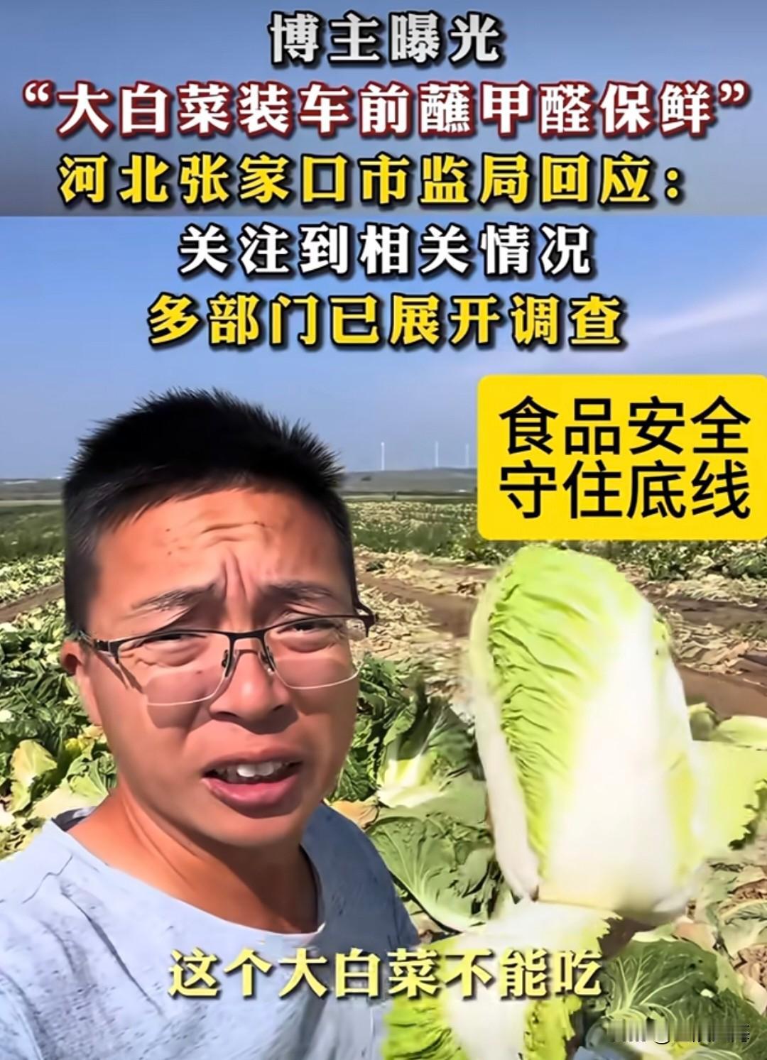 官方实锤！张家口康保白菜丰收却没人敢吃，人为药水乱象太寒心🔥今年河北张