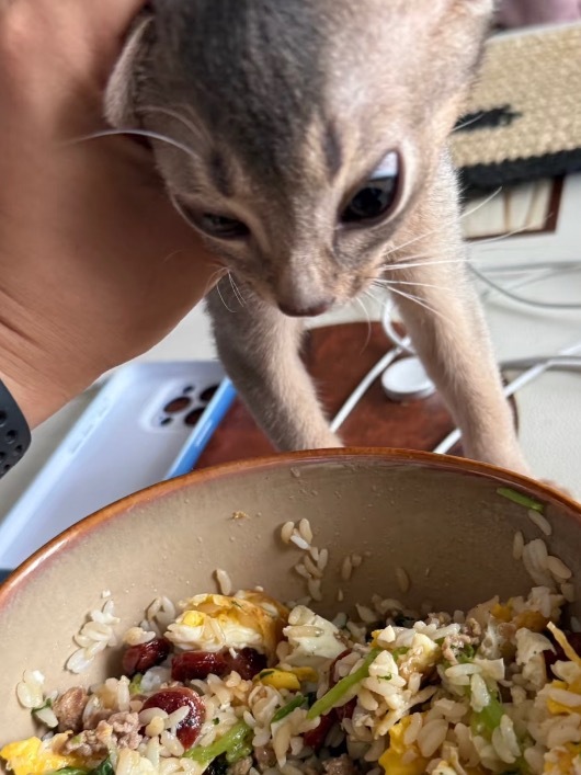 当家里的猫非要吃你的饭[跪了]​​​