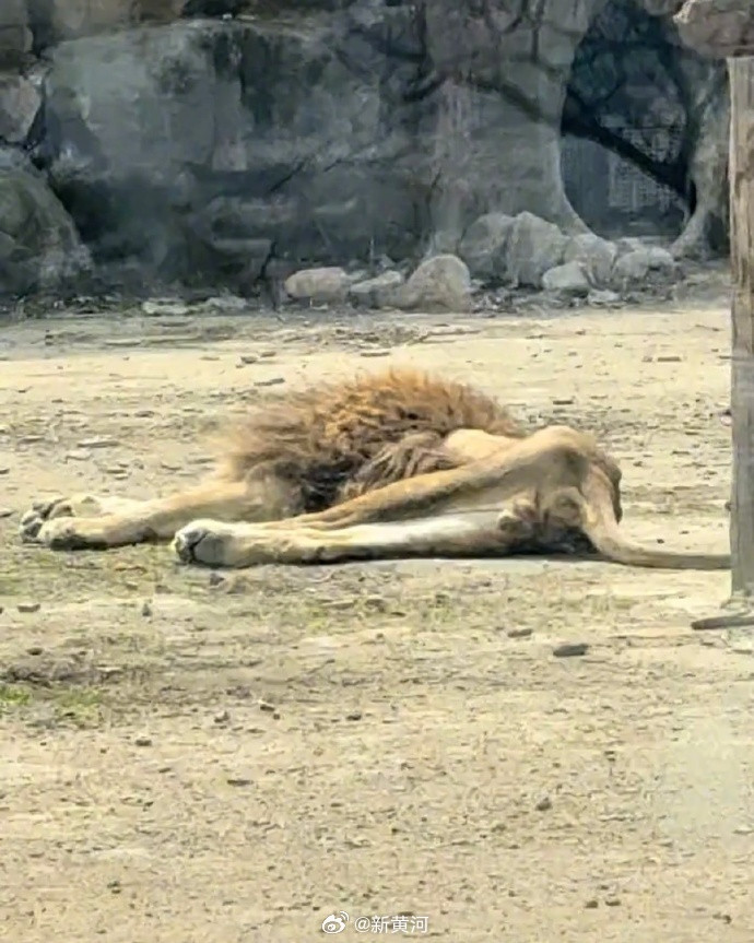 【#辽宁一狮子因配偶去世绝食#：能看到明显骨骼】#动物园回应一狮子绝食瘦成皮包骨