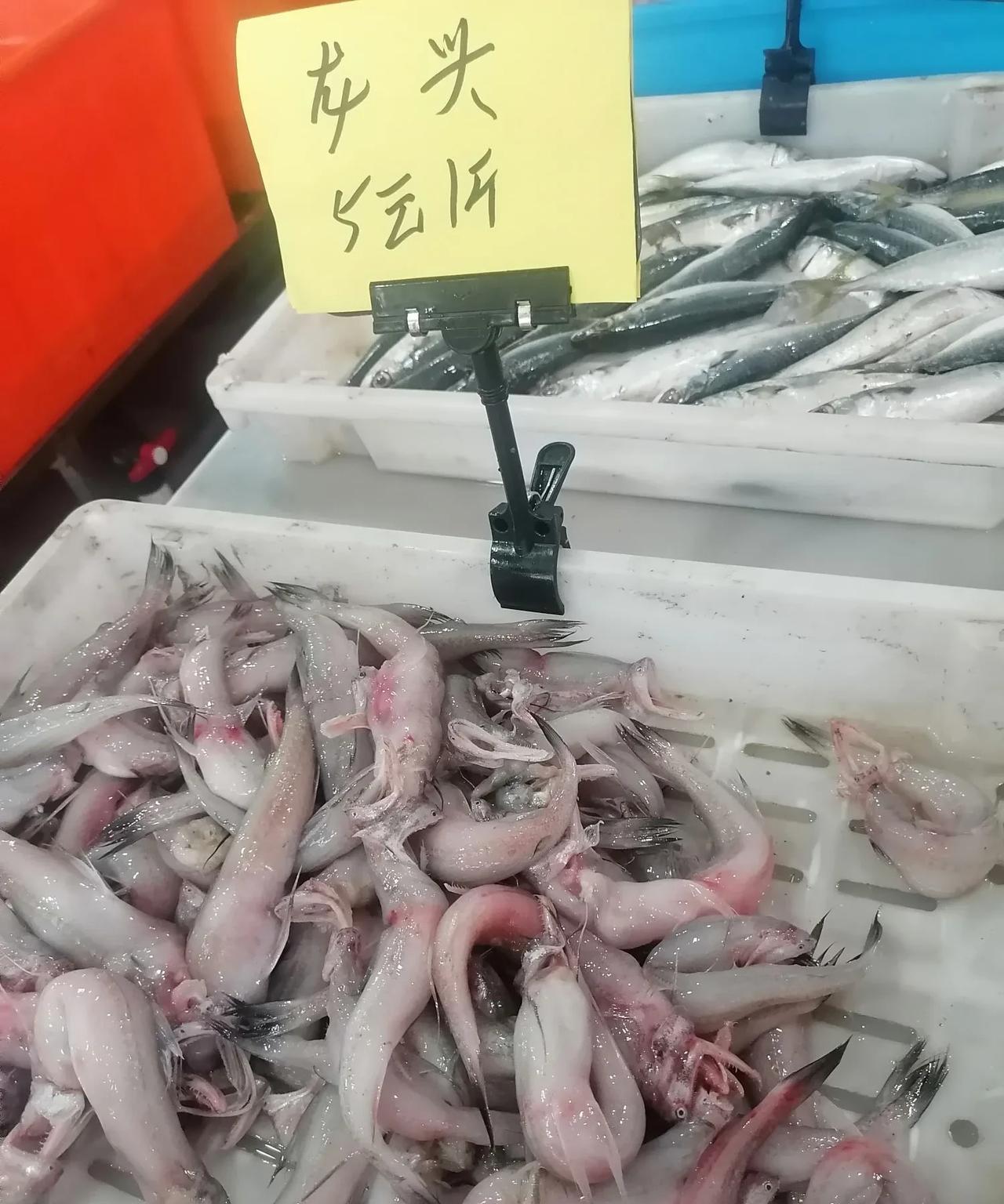 龙头鱼可能是最便宜的海鲜之一了吧！