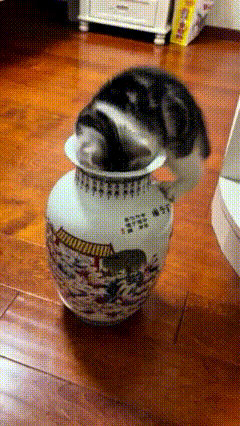 看完这只花瓶里的小猫咪的视频，真的把我给逗乐了🥰！小家伙一头扎进瓷花瓶里，只
