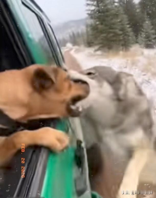 男子正驾驶一辆小车慢行驶在无人区国道，殊不知车里面的宠物狗就伸了个头往车窗外透气